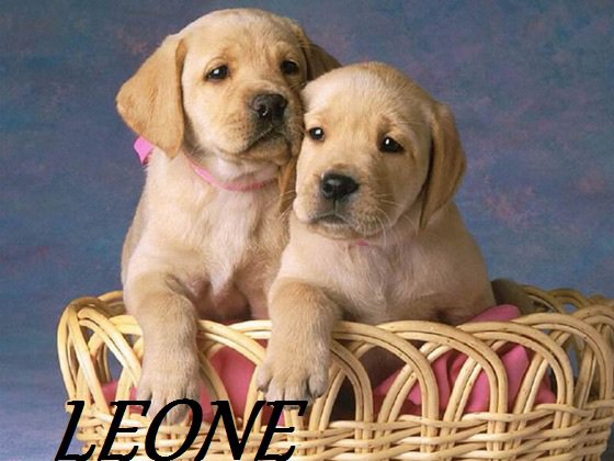 Er tuo segno zodiacale per ogni cagnolino: LEONE - 10/05/2012